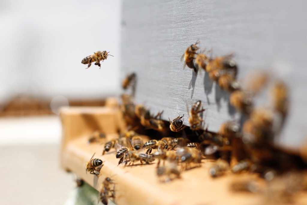 Pest Control Spraying